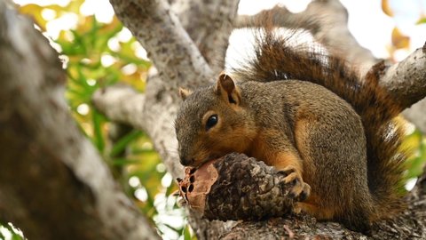 Handheld close-up of a fox squirrel sitting on a tree branch and snacking on a pinecone