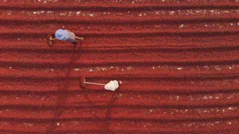 Workers prepare fresh coffee beans to dry on the ground, coffee mill process, aerial view of northern Thailand