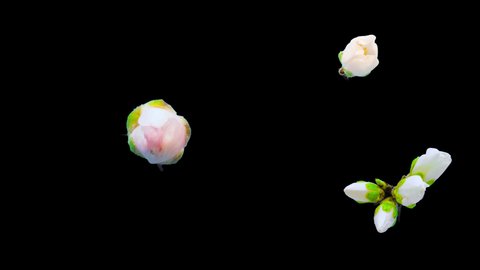 Almond blossom flower timelapse. Macro time lapse video of an almond tree fruit flower growing blooming and blossoming isolated and cut out with alpha channel.