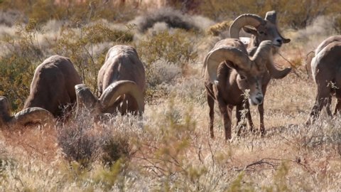 A group of desert big horned rams grazes together on winter browned grass before moving off to the right.	