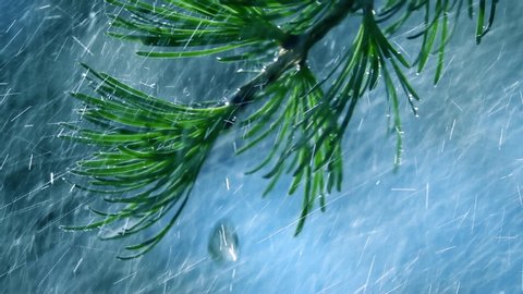 Heavy rain falling on larch tree against blue blur background. Slow motion. Super macro. Beautiful conifer pattern. Natural lighting. Panoramic view.