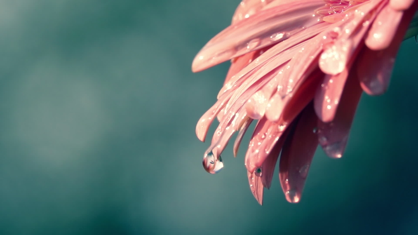 Big water drops falling from beautiful coral colorful gerbera daisy petals against blur sea-green background. Slow motion shot of soft and gentle flower on dark backdrop. Natural lighting. Royalty-Free Stock Footage #1046470729