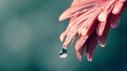Big water drops falling from beautiful coral colorful gerbera daisy petals against blur sea-green background. Slow motion shot of soft and gentle flower on dark backdrop. Natural lighting.