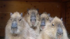 Capybara family in cold winter