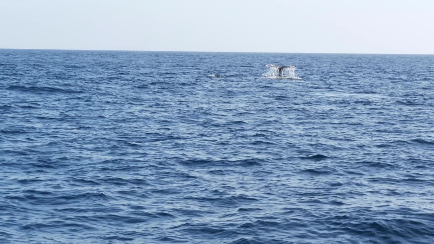Seascape View from the boat of Grey Whale in Ocean during Whalewatching trip, California, USA. Eschrichtius robustus migrating south to winter birthing lagoon along Pacific coast. Marine wildlife | Shutterstock HD Video #1046477737