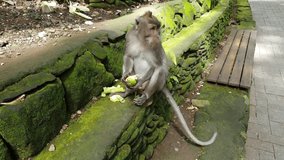 Close up video on macaque monkey which eagerly eats an ear of fresh corn sitting on the stone wall under the trees