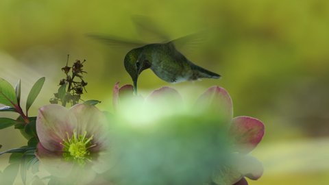 Hummingbird visits flowers and back to her nest quickly