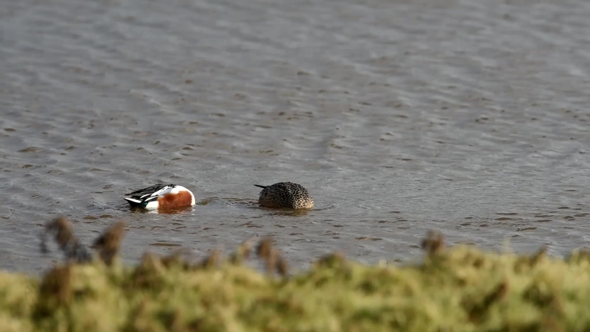 Northern Shoveler in Water image - Free stock photo - Public Domain ...
