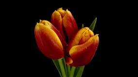 Tulips. Timelapse of bright yellow and red striped colorful tulips flower blooming on black background.Holiday bouquet. 4K UHD video