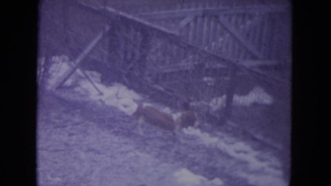RACINE WISCONSIN USA-1972: Small Dog Sniffing Fence Line Tail Down Vs Big Dog Sniffing Fence Line Tail Up