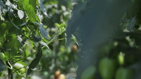 Plantation of green tomatoes in a lightened greenhouse stock video. Plants with tomatoes, grown tomato and green seedling, growing vegetables in a greenhouse. 