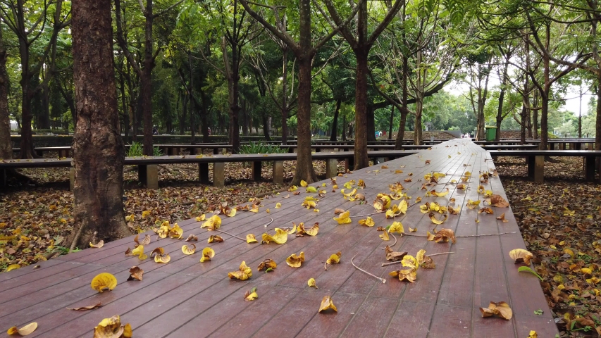 morning walk on wooden paths in the urban park