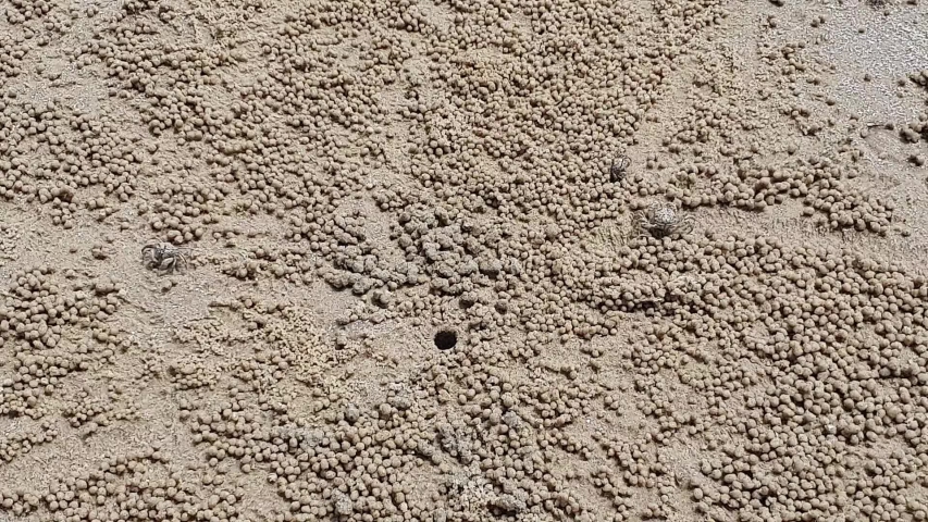 small ghost crab on beach