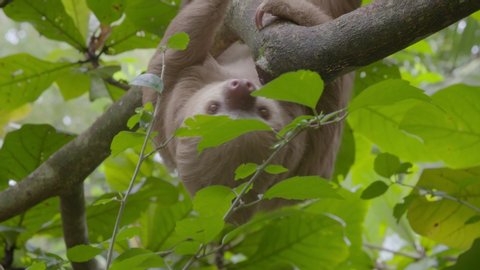 Sloth making it's way on a tree branch