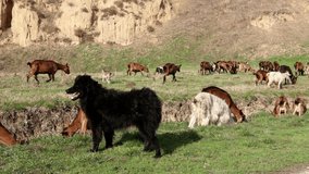 Goats are grazing grass, on a pasture, meadow over hill.
Herd of domestic goats are grazing grass at sunny green landscape. Photo - JPEG video codec
