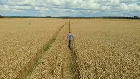 Farmer  in Hat in Young Wheat Field and Examining Crop. Aerial View Man Walking Through Wheat Field. Wheat Field Farmer Walking Landscape Nature Agriculture Growth Drone Footage Man Sky. 4K UHD