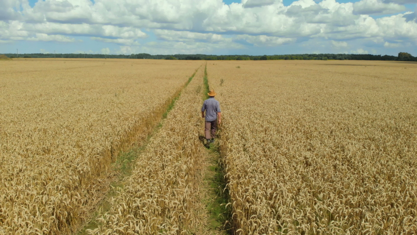 Farmer  in Hat in Young Wheat Field and Examining Crop. Aerial View Man Walking Through Wheat Field. Wheat Field Farmer Walking Landscape Nature Agriculture Growth Drone Footage Man Sky. 4K UHD