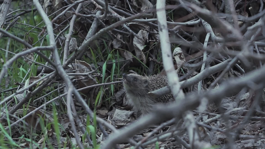 hedgehog hiding in the branches. Urchin animals in their natural environment.