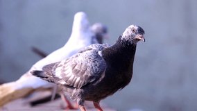 In the above video a beautiful pigeon having colorful feather is standing. In is cleaning its feathers with its beak. Two pigeons are also standing behind it.