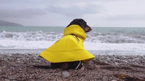 Back view of Dachshund dog in a yellow raincoat sitting on the sandy shore facing to the sea with big waves beats against the shore on a cloudy day, alone, depress, storm on sea. 