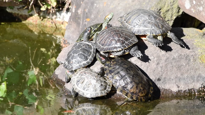 Turtle sitting on a rock image - Free stock photo - Public Domain photo ...