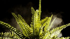 Burning forest plant in smoke, fern bush
