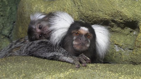 Funny White fronted marmoset, close up