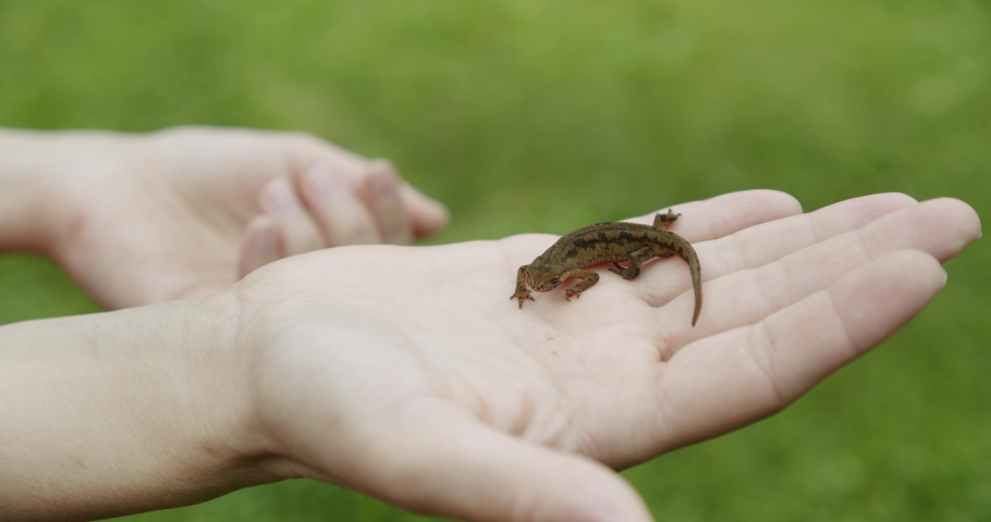 A female holds a lizard in her hand