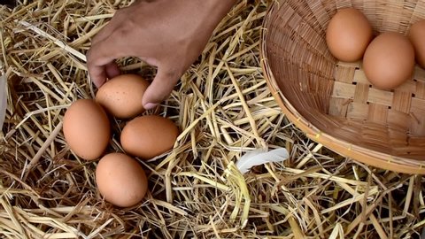 Many eggs are on the farm and farmers are storing eggs in baskets.