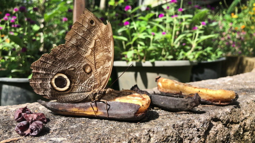 Butterfly eating fruit ,video footage.