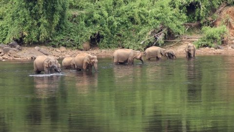 A herd of wild asian elephants have come down to bathe and feed in the Periyar River, Nr Kochi, Kerala, India.