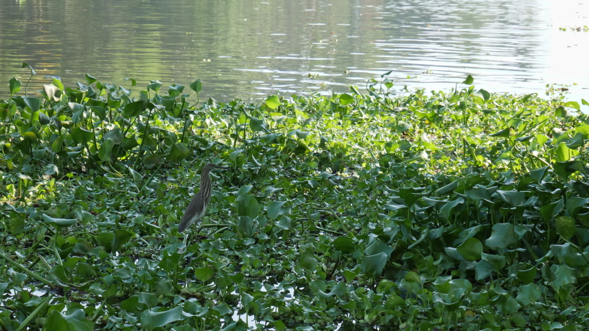 Indian pond heron on African moos, medium shot, Alleppey backwaters