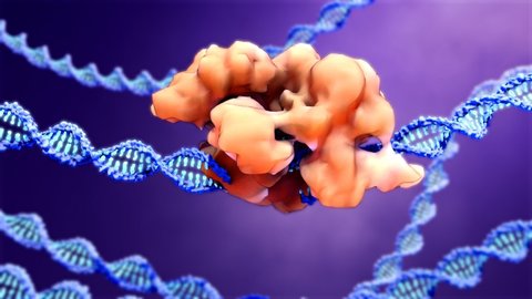 CRISPR
proteins recognize and cut foreign pathogenic DNA
