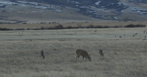 White-tailed Deer Herd of Many Eating and Grazing in Autumn at Dawn in Rangeland Farmland