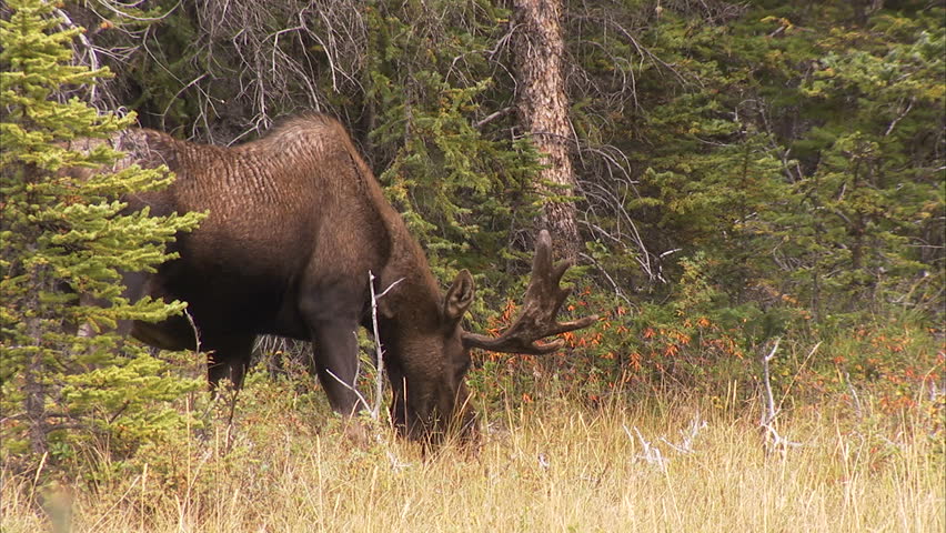Bull moose grazing in a forest meadow