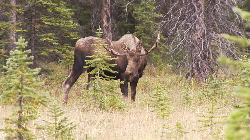 Bull moose grazing in a forest meadow