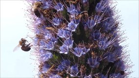 Madeira / Portugal    , close up video of  small animal feed from Description
Echium , Vipers buglosses , Boraginaceae   