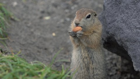Arctic ground squirrel eating almond nut holding food in paws. Cute curious wild animal of genus of medium sized rodents of squirrel family. Eurasia, Russia, Kamchatka Peninsula.