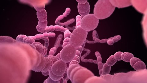 Streptococcus pneumoniae, or pneumococcus, is Gram-positive coccus shaped pathogenic bacteria which causes many types of pneumococcal infections in addition to pneumonia. 3D animation