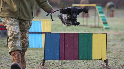 SELECTIVE FOCUS: Dog runs and jumping over barriers on a training ground. Dog jumps over the barrier in military exercises. Spaniel dog jumps through the colorful barriers, with woman handler.