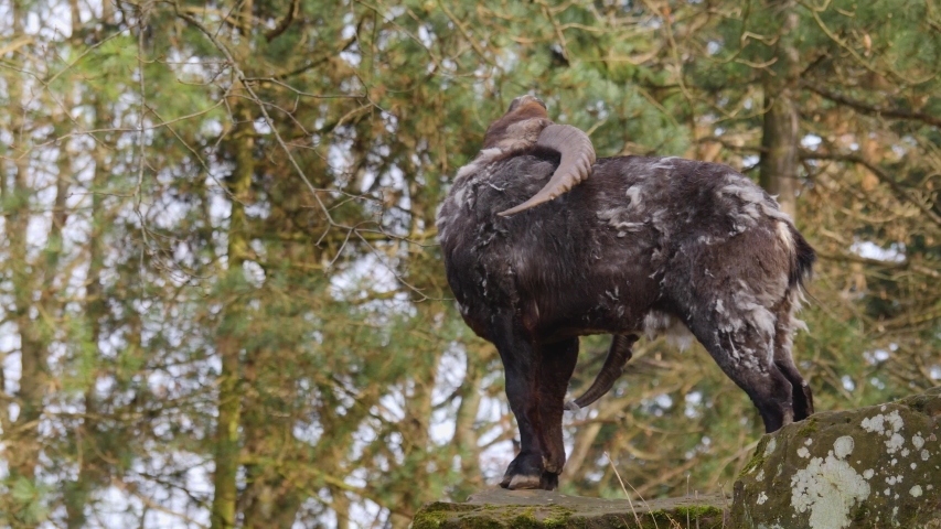 Close up of alpine ibex on top of a rock on a sunny day in autumn