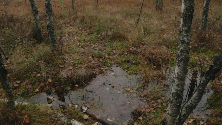 reserved swamp of northwestern Russia in autumn