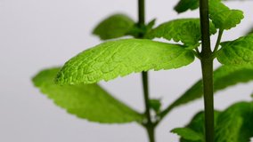 Peppermint plant for Mojito drink