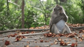 Medium shot of cute wild monkey eating tropical fruits in jungle of tropical monkey forest. Bali island