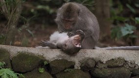 Tracking shot of mother monkey caring about her cute baby outdoor