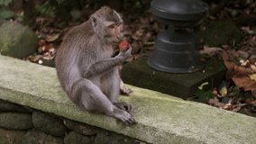 Beautiful wild monkey eating tropical fruits in tropical monkey forest. Bali island