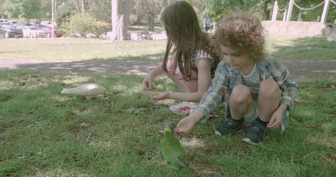 Children feeding birdseed to rainbow lorikeets, a type of parrot native to Australia, when a lorikeet lands on the girls head and then jumps on to her hand. Another lorikeet feeds from the boy's hand