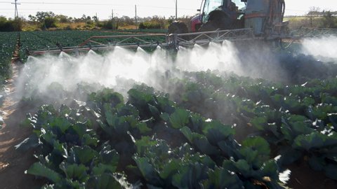 Close-up cropped view of a tractor spraying pesticide onto crops on a large scale vegetable farm