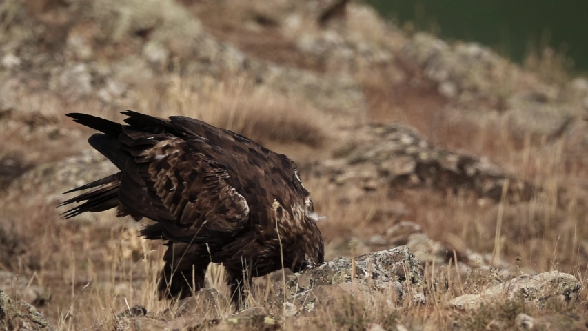 Closeup of Aquila chrysaetos male feeding on the ground and raising head and looking to the camera in slow motion