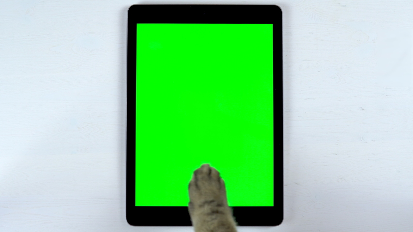 The cat uses a tablet. The paw of a cat makes swipe on the tablet and puts likes. Tablet with a green background. Royalty-Free Stock Footage #1046687005